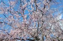 京都府庁の祇園しだれ桜