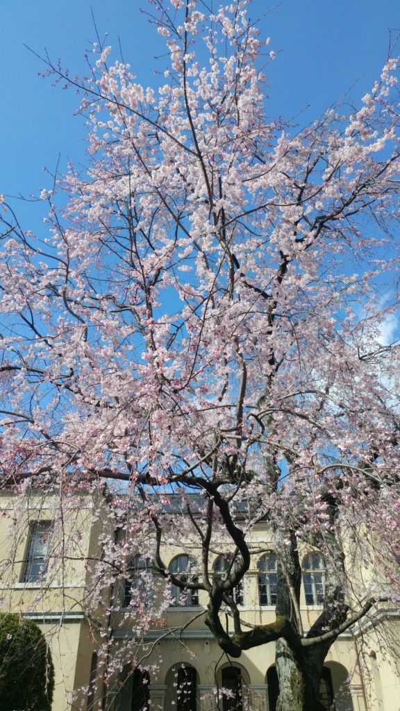 京都府庁の祇園しだれ桜